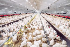 Exploring Poultry Valuations